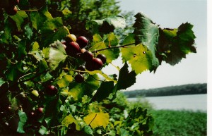 Muscadines