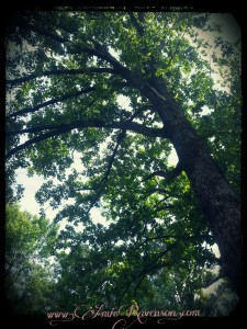 Oak trees