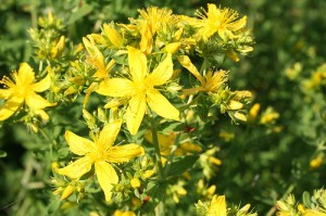 St. John's Wort