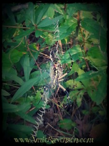 Yellow and Black Garden Spider