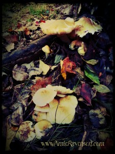 Autumn Mushrooms