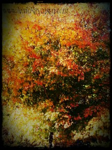 Autumn Flame