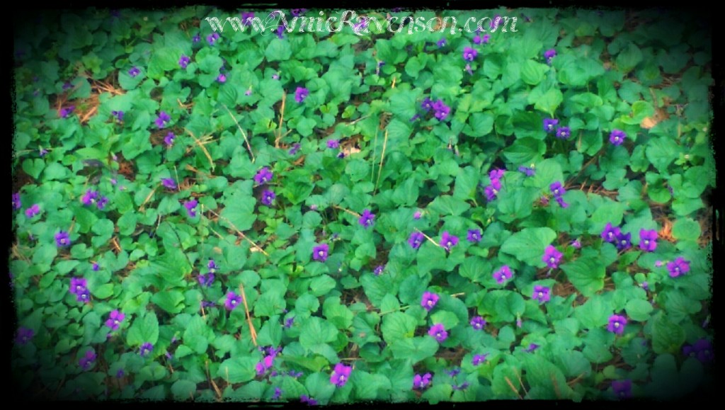 Our backyard is completely covered in violets right now.  <3