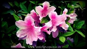 Rhododendrons