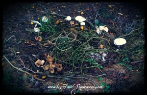 Faerie circle