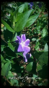 Vinca