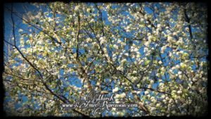 March- Bradford pear tree