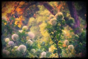 June Hydrangeas